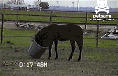 Horses+r+dumb_1baba7_5198009.gif