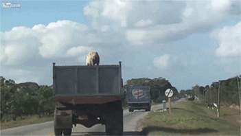 Pig+escaping+from+a+truck+a+determined+pig+in+an_3e8daf_5181868.gif